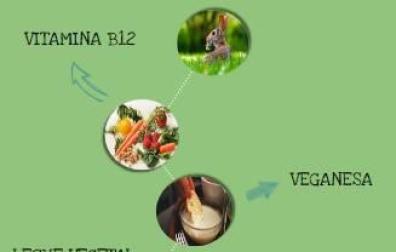 Diccionario vegetariano.