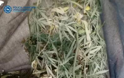 Incautan en Pamplona una planta de marihuana en una terraza