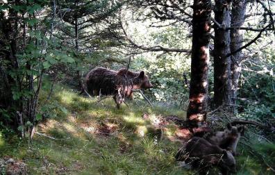Francia valora soltar dos osas en la zona del Pirineo próxima a Navarra