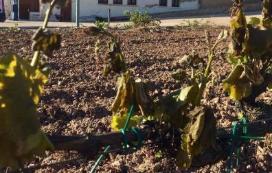 Una helada arrasa los viñedos desde Andosilla hasta Los Arcos