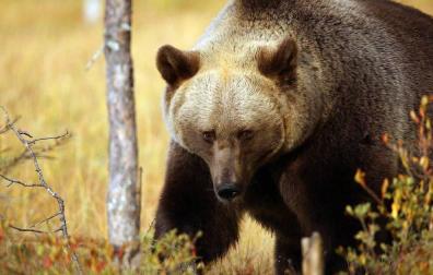 Tras las huellas del oso y el lobo, a 4.279 km de Navarra