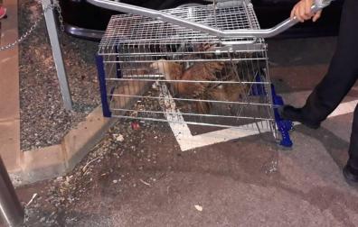 Capturan un buitre en el centro comercial Itaroa