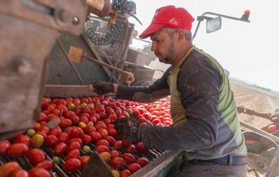 ¿Cuánto tomate comen los navarros?