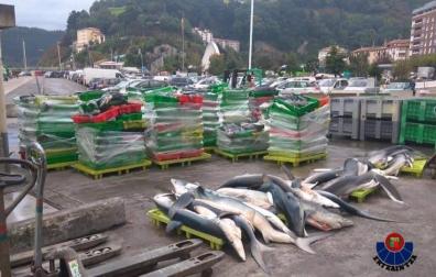 Investigan la pesca ilegal de tiburones protegidos en Ondarroa