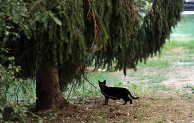 La recogida de gatos en Pamplona crece un 216% respecto a los últimos 3 años