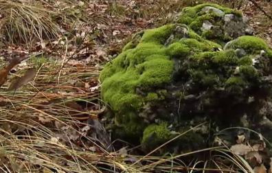 Arrancar musgo puede costar muy caro