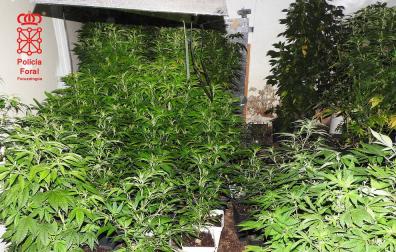 Detenido en Obanos con 1.500 plantas de marihuana en una vivienda