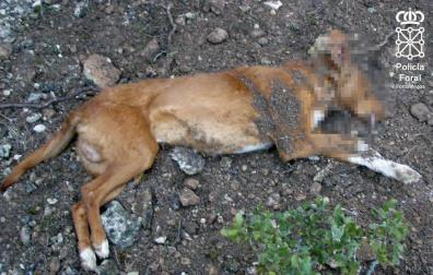 Investigado en Olite por matar a su perro de un disparo