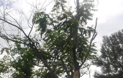 Las fuertes rachas de viento este miércoles por la tarde, que llegaron hasta los 70-80 kilómetros por hora, provocaron la caída de ocho árboles en distintas zonas de la ciudad, causando únicamente daños materiales en vehículos estacionados en la calle y en mobiliario urbano.