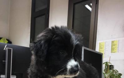 Entregan a la policía un cachorro encontrado en las calles de Pamplona