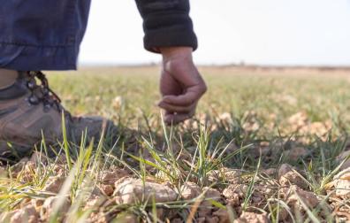 Una persona se agacha para mirar el estado de las plantas de cereal en un campo de secano de Tudela.