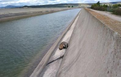 Bomberos de Navarra rescatan a un tejón en el canal de Navarra