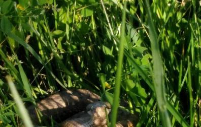 Alertan de la presencia de una culebra en Mutilva
