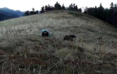 Francia llama 'Claverina' y 'Sorita' a las dos osas introducidas en el Pirineo