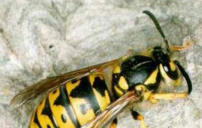 Avispas y abejas, la otra cara del verano