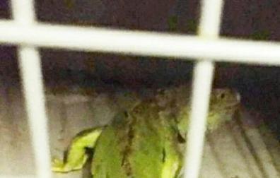 Policía Municipal recoge una iguana de un metro que deambulaba por Pamplona