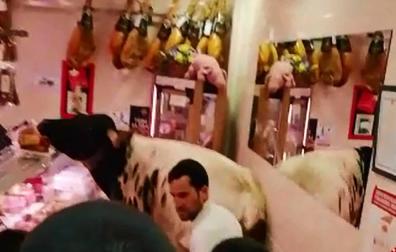 Un manso en la carnicería, el viral de las fiestas de Estella