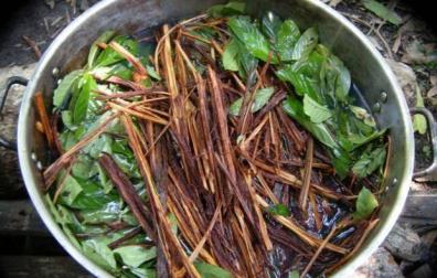 Buscan descifrar el enigma de la ayahuasca y su poder contra la depresión
