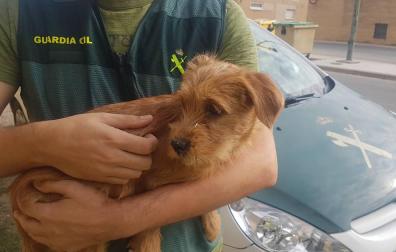 Denunciado por tirar un cachorro de perro al río desde un puente de Funes