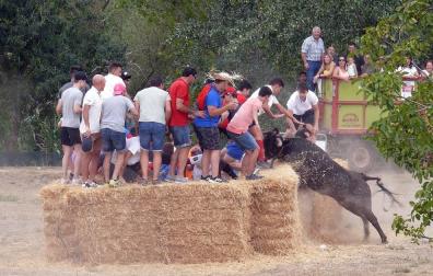 Fotos de la traída de vacas por el río Alhama en Cintruénigo
