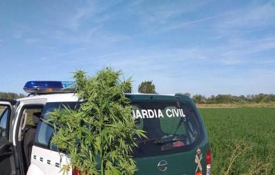 La Guardia Civil interviene cinco plantas de marihuana en unos campos de Buñuel