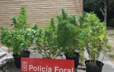 Se incautan de cinco plantas de marihuana del balcón de una vivienda