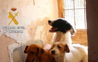 Investigadas dos personas en Lodosa que poseían tres perros en malas condiciones