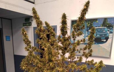 Incautan marihuana a una mujer de 93 años en Zizur Mayor