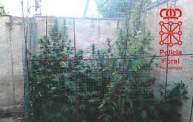 Una patrulla acude a atender un accidente y encuentra una plantación de marihuana