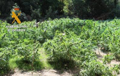 Incautadas 320 plantas de marihuana listas para su venta cerca de Lizoáin