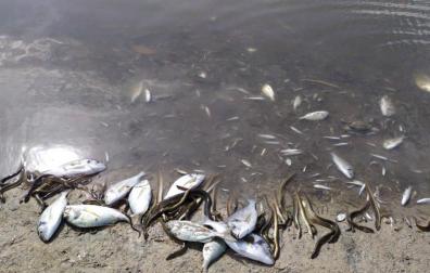 Aparecen miles de peces y crustáceos muertos en el Mar Menor por la gota fría