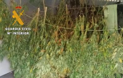 La Guardia Civil interviene casi 13 kilos de marihuana en dos parajes de la Ribera