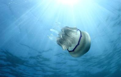Las medusas del Mediterráneo, más numerosas y grandes