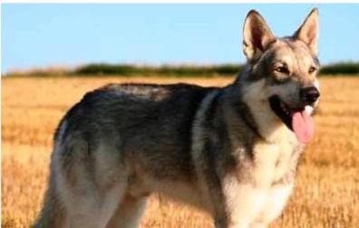 Perro lobo checoslovaco, similar al implicado en el ataque al menor