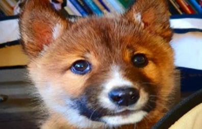 Adoptan un perro como mascota y resulta ser un lobo