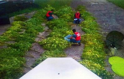 Detenida una pareja en Lesaka con 120 plantas de marihuana en un caserío