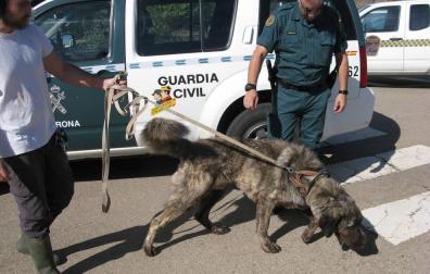 Un vecino de Arguedas, investigado por un presunto delito de maltrato animal