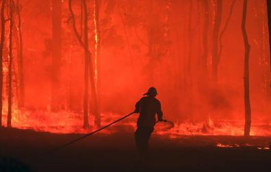 Los koalas se enfrentan indefensos a los incendios en Australia