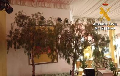 Investigado en Almería por cortar árboles en la calle para decorar un salón de bodas