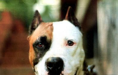 Un perro mata a otro y hiere a tres personas en Ibiza