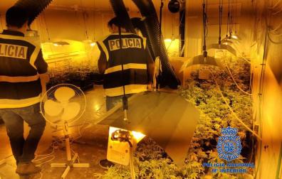 Los agentes, en el interior de la nave con la plantación de marihuana.