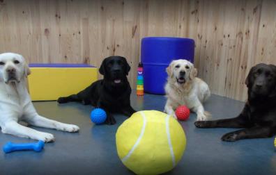 Perros de asistencia.