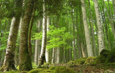 La Selva del Irati descubre su magia