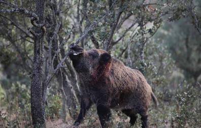 Civivox Iturrama acoge este viernes las Jornadas de Caza y Naturaleza de ADECANA