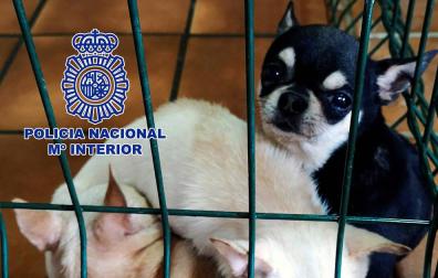 Detenidos dos veterinarios en Madrid y rescatados 270 chihuahuas mutilados