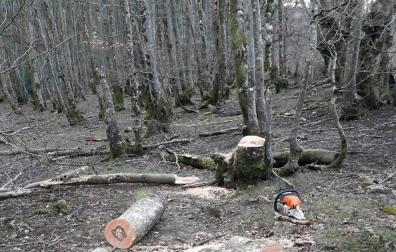 Denunciado al ser sorprendido talando hayas en el parque natural de Bértiz