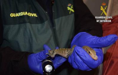 Investigan a un hombre en Valencia por tener 29 especies exóticas en casa