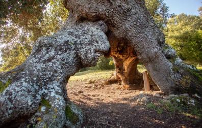 El Encino de las Tres Patas, una milenaria encina de Mendaza votada como Árbol Español de 2020, puede convertirse en el 'Árbol Europeo del Año' en una competición en la que se enfrenta a 17 ejemplares de otros tantos países europeos.