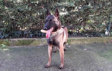 Bomberos de Cataluña adoptan un perro del Centro de Atención de Animales