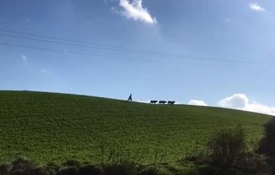 Se escapan tres vacas del matadero de Salinas
